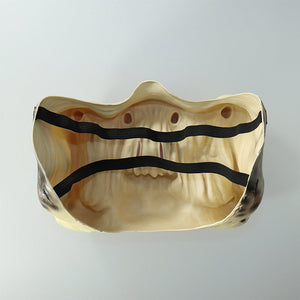 Raubtier Latex Halbgesichtsmaske